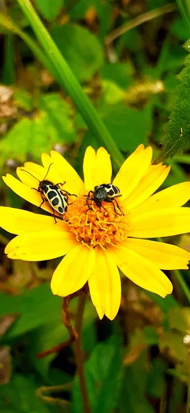 Insectes Sur Fleur Dans Jardin — Photo