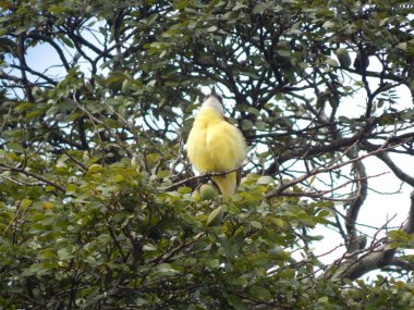Sarı gagalı bir kuş ağaç dalına tünemiş. 