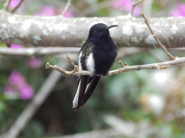 Florisuga Fusca 'nın yakın çekimi