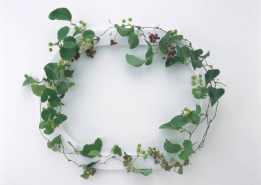 Yeşil okaliptüs beyaz zemin üzerine bırakır.