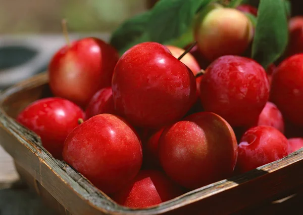 Manzanas Rojas Maduras Frescas Una Canasta Sobre Una Mesa Madera Imagen de archivo