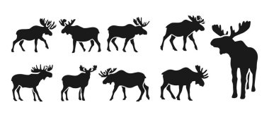 Düz tropikal hayvan koleksiyonu