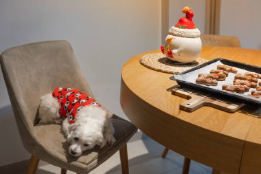 Kırmızı kazaklı küçük beyaz köpek taze zencefilli kurabiye ve kardan adam kavanozuyla masanın yanındaki sandalyeye uzanıyor. Evde rahat bir Noel zamanı, neşeli ziyafetler ve tüylü bir arkadaş.