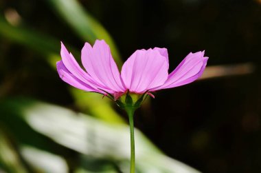 Bahçedeki güzel pembe çiçek