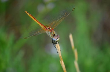 Yusufçuk böceğinin yakın görüntüsü
