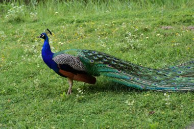 Parktaki tavus kuşu