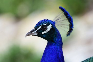 peacock portrait in a beautiful green nature