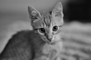 cute small kitten, black and white, looking at camera