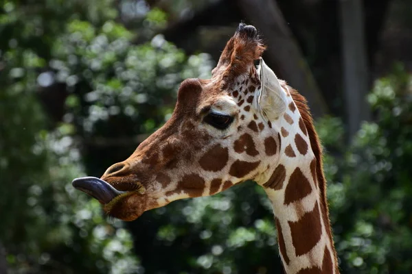 portrait of a cute giraffe. wildlife