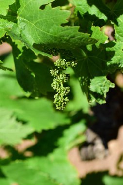 green grapes on a plant. fresh grape growing on the ground. selective focus.