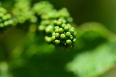 green grapes on a plant. fresh grape growing on the ground. selective focus.