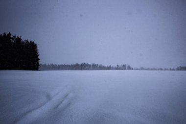 Grey winter day on a snowy field