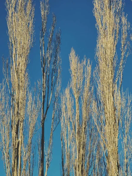 Weird looking tall trees