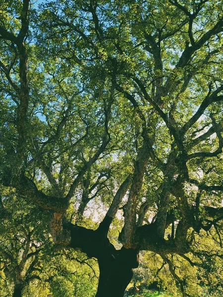 Cork tree in the sunlight