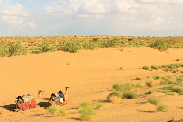 Dos Camellos Descansando Desierto Rajastán India Lugar Caliente Árido Visita — Foto de Stock