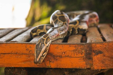 Filipinler, Sabang 'da tahta üzerinde sürünen piton yılanı. Derisinde kan olan egzotik bir sürüngen.