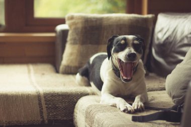 Siyah ve beyaz köpek oturma odasındaki kanepede dinlenirken esniyorlar. Bağbozumu etkisi. Uykulu köpek evde kestiriyor. İçerideki komik hayvan rahatlama modunda