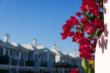 Çift katlı kompleks girişte pembe çiçekler ve arka planda daha fazla bulanık daire. Yaz tatili kiralama konsepti. Satılık emlak dairesi, kira, teklif