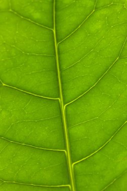 Green leaf close up, macro for background textures. Nature, green conservation concept