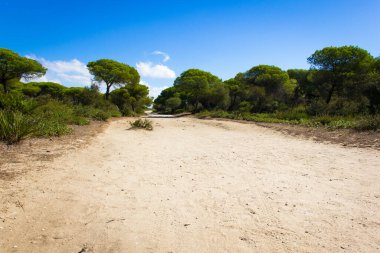 Güneşli bir günde, Endülüs 'ün Cadiz ilindeki La Brena ve Barbate bataklık doğa parkında çam ağaçlarının arasından geçen güzel kum yolu. Doğal manzara, yürüyüş kavramları.