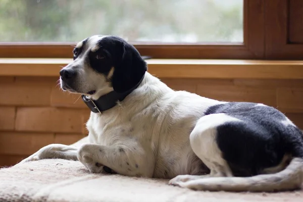 可疑的黑白相间的狗躺在客厅里靠窗的沙发上 — 图库照片