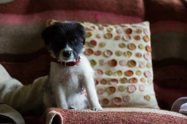 Szczeniak Siedzi Kanapie Będąc Zwierzątkiem Domowym Właściciela Zawiadom Małego Psa — Zdjęcie stockowe