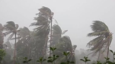 Koh Phangan, Tayland, Güneydoğu Asya 'da muson mevsiminde klasik bir tropikal fırtına sırasında palmiye ağaçları üzerinde şiddetli yağmur ve şiddetli rüzgar. Tayfun, iklim değişikliği kavramı