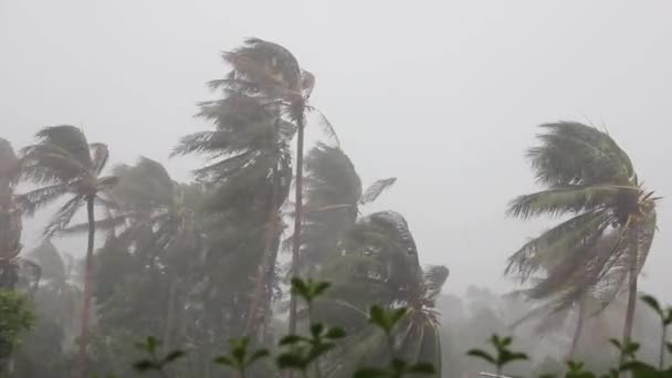 Silný Déšť Prudký Vítr Palmách Během Klasické Tropické Bouře Monzunové — Stock video