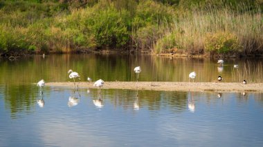 Bird flying in the Albufera of Valencia
