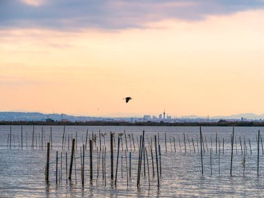 Bird flying in the Albufera of Valencia