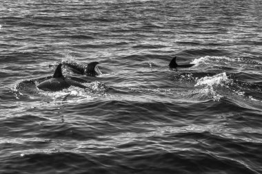 black and white whale in the sea