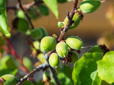 green shoots a branch with a beautiful blurred background, macro