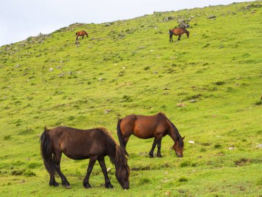 Horses in the wild in the mountains of Asturias