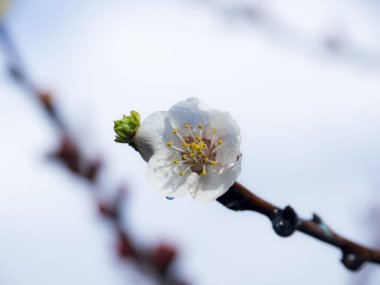 close up of a branch of a cherry tree in the spring