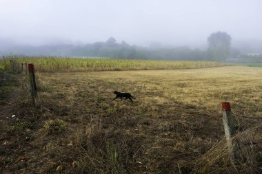 Camino de Santiago 'nun yeşil manzaraları Galiçya' dan geçerken