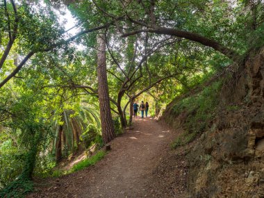 Ormandaki patika. yeşil ağaçlar ve gökyüzü