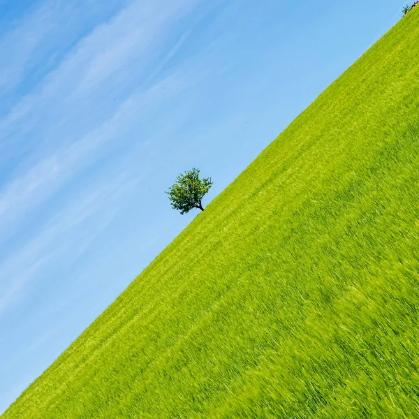 Yeşil Çimen ve Mavi Gökyüzü