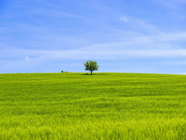 Arka planda mavi gökyüzü ve bulutlu yeşil alan