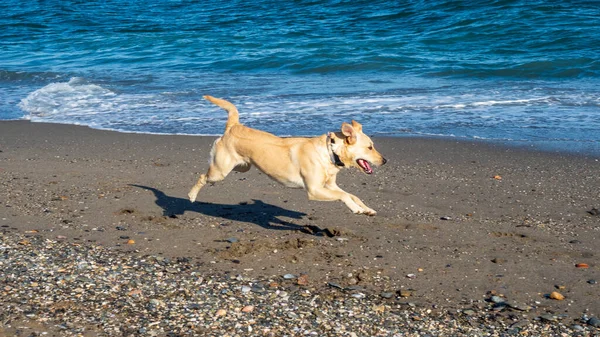 Dog Playing Ball Beach — Stock Photo, Image
