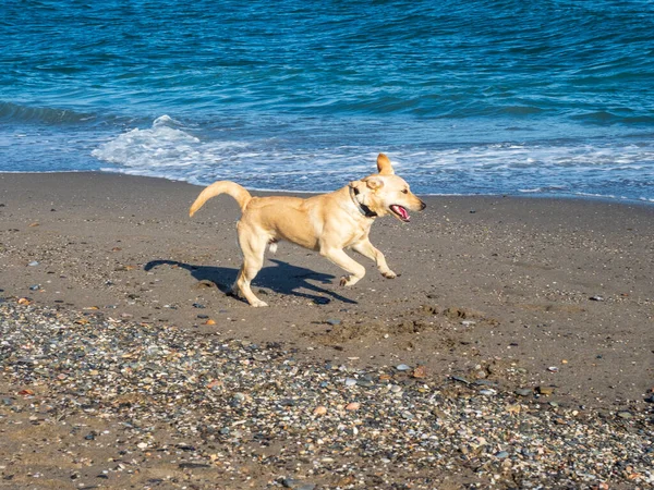 Dog Running Sea Beach Summer — Stock Photo, Image