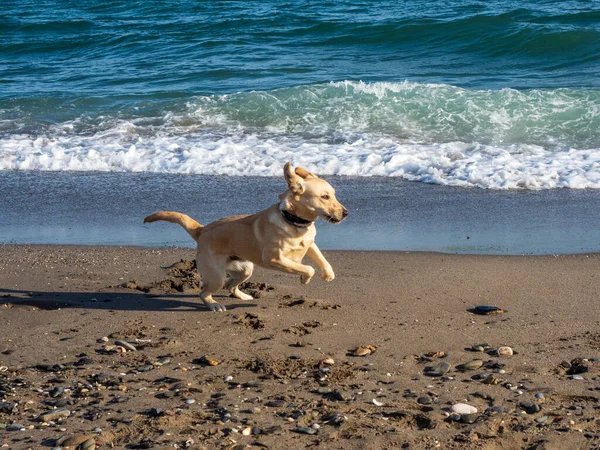 Dog Sea Summer Day — Stock Photo, Image