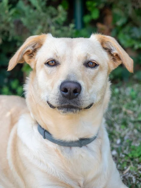 Retrato Hermoso Perro — Foto de Stock