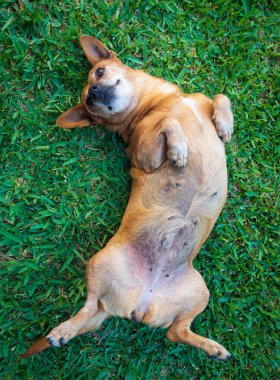 Köpek çimlerin üzerinde yatıyor.