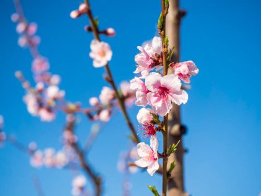 Murcia 'nın Cieza kasabasında çiçek açan meyve ağaçları..