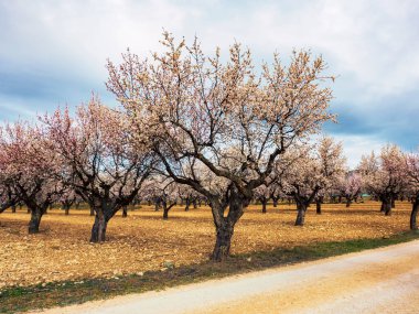 Murcia 'nın Cieza kasabasında çiçek açan meyve ağaçları..