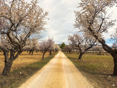 Murcia 'nın Cieza kasabasında çiçek açan meyve ağaçları..
