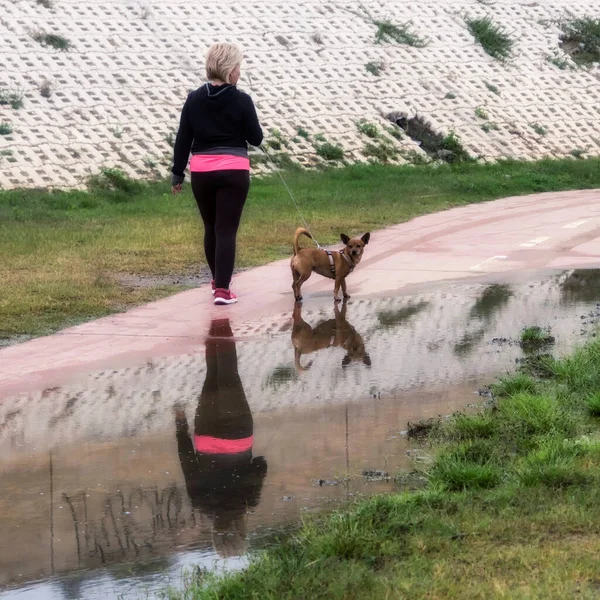 Собака Гуляє Власником Парку — стокове фото
