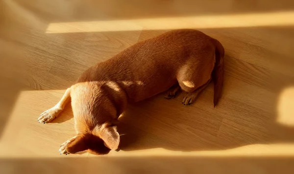 Zbliżenie Ujęcie Pięknego Brązowego Psa Śpiącego Stole — Zdjęcie stockowe