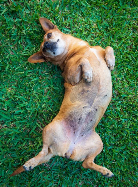 狗躺在草地上 — 图库照片