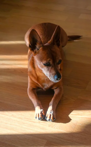 Собака Лесу — стоковое фото